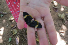 Riodina lycisca lycisca