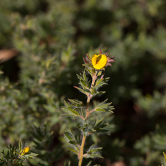 Pultenaea trinervis