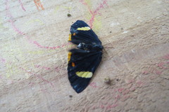 Riodina lycisca lycisca