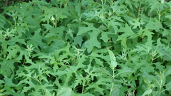 Smallanthus uvedalia
