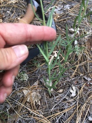 Lithospermum multiflorum