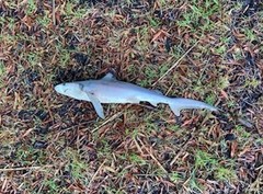 Carcharhinus plumbeus