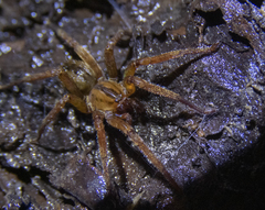 Gradungula sorenseni