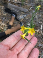 Lithospermum multiflorum