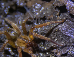 Gradungula sorenseni