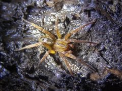 Gradungula sorenseni