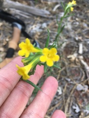 Lithospermum multiflorum