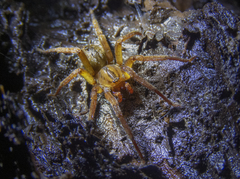 Gradungula sorenseni