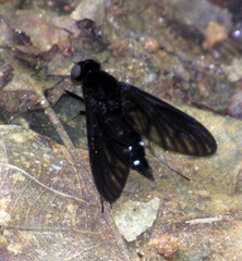 Chrysopilus connexus
