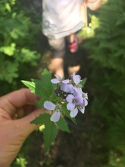 Cardamine macrophylla