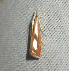 Catoptria
