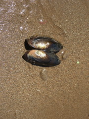 Utterbackiana implicata