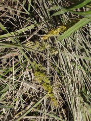 Carex vulpinoidea