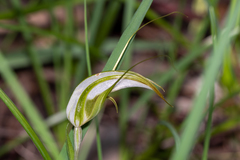 Pterostylis ampliata