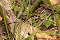 Pterostylis ampliata