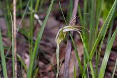 Pterostylis ampliata