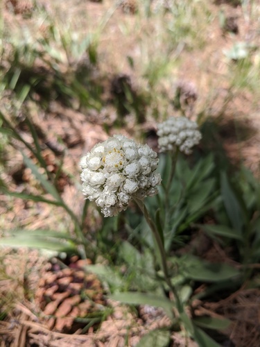Handsome pussytoes (Antennaria anaphaloides)