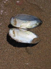 Utterbackiana implicata