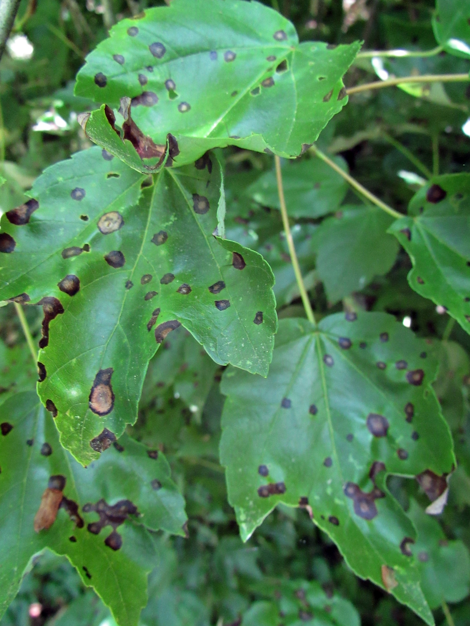 Rhytisma acerinum image