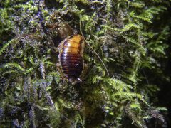 Celatoblatta vulgaris