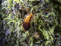 Celatoblatta vulgaris