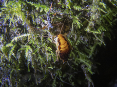 Celatoblatta vulgaris