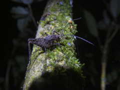 Pleioplectron gubernator