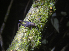 Pleioplectron gubernator