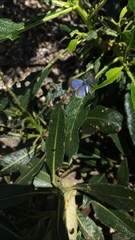 Glaucopsyche lygdamus australis