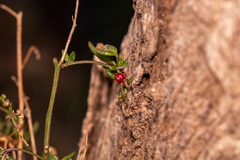 Chenopodium nutans