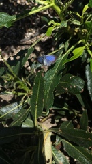 Glaucopsyche lygdamus australis