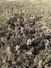 Chloropyron maritimum maritimum