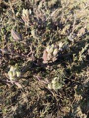 Chloropyron maritimum maritimum