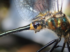Dorocordulia lepida