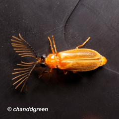 Stenocladius bicoloripes