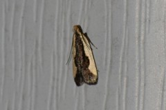 Dichomeris inserrata