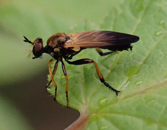 Eudioctria sackeni