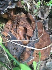 Gyromitra gigas