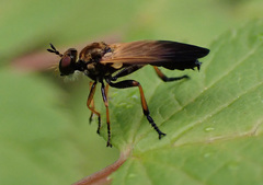 Eudioctria sackeni