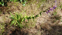 Penstemon spectabilis spectabilis