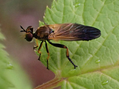 Eudioctria sackeni