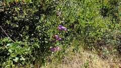 Penstemon spectabilis spectabilis