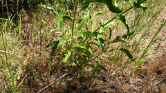 Penstemon spectabilis spectabilis