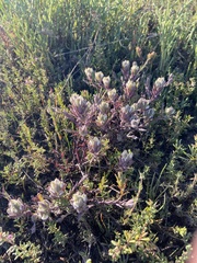 Chloropyron maritimum maritimum