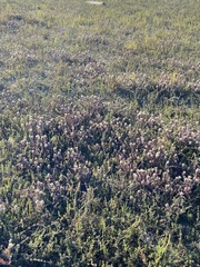 Chloropyron maritimum maritimum