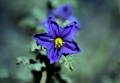 Solanum plicatile