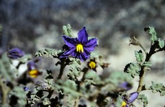 Solanum plicatile