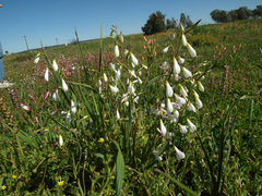 Hesperantha bachmannii