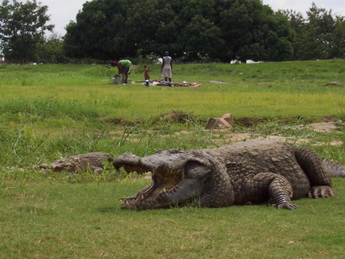 West African Crocodile (Crocodylus suchus)