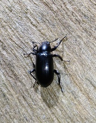 Derosphaerus exularis